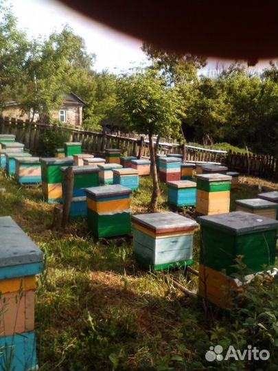 Пселосемьи зимовалые