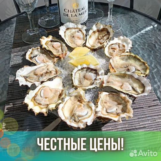 Устрицы живые Императорские Мидии Морепродукты