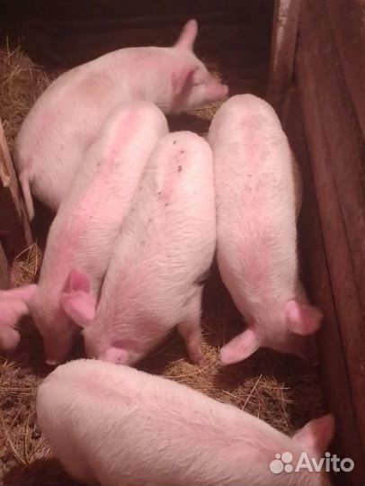 Поросята породы ландрас
