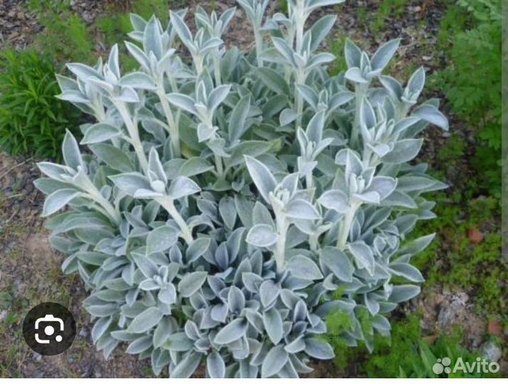 Хоста,седум,лилейник,жимолость,овечьи ушки,ирисы