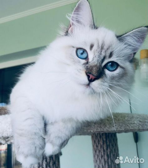 Невская маскарадная