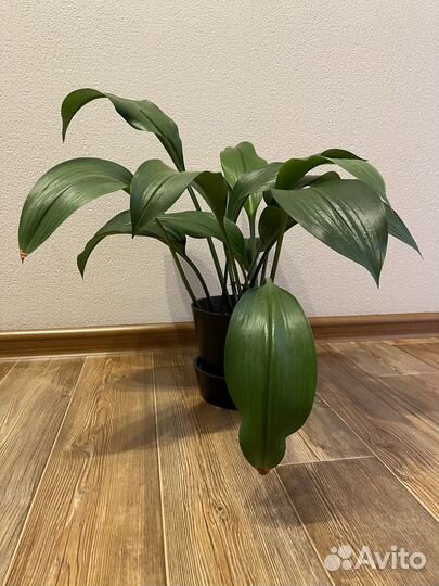 Эухарис амазонская лилия