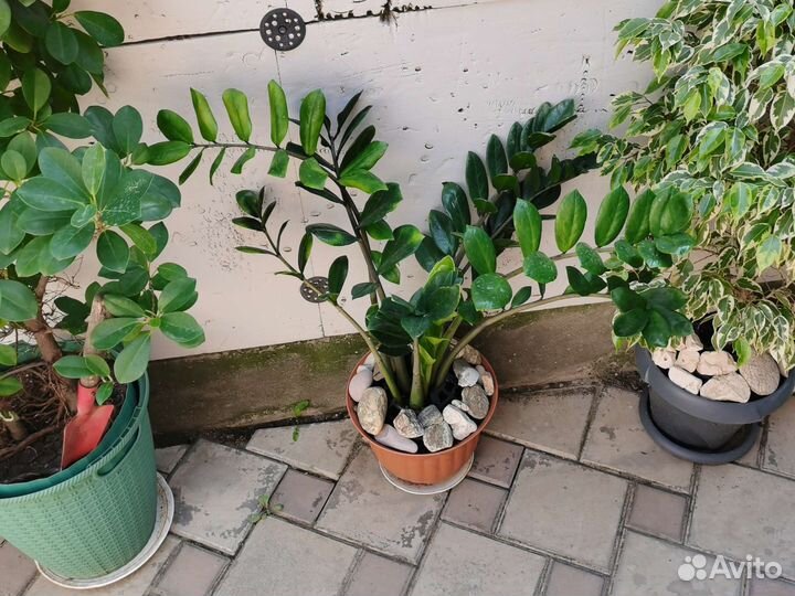 Комнатные цветы