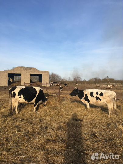 Коровы, первотёлки.80 голов