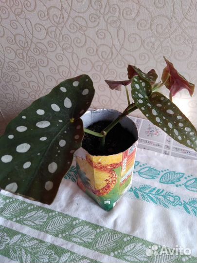 Макулата бегония