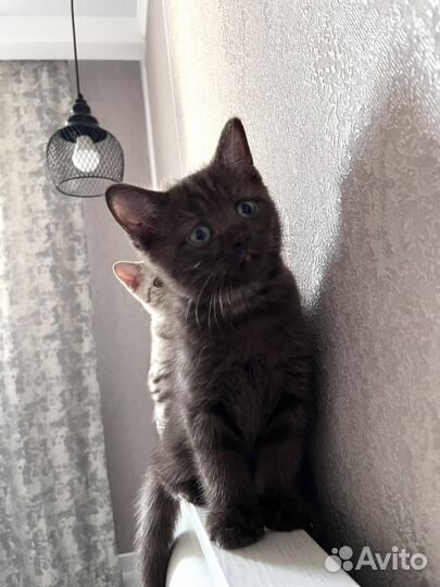 Шотланский котенок