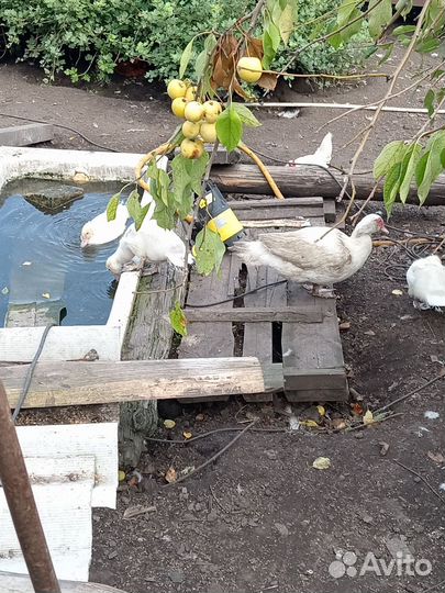 Мускусные утки и молодые петушки