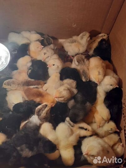 Цыплята,яйцо голубое,оливковое