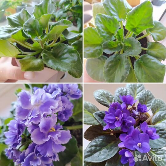 Седум Моргана и др