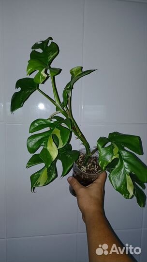 Рафидофора тетрасперма вариегатная