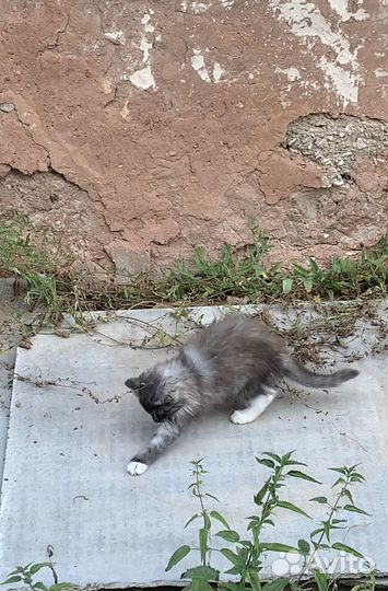 Котенок мальчик бесплатно