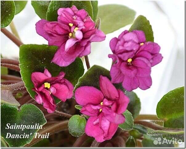 Сортовые фиалки мини