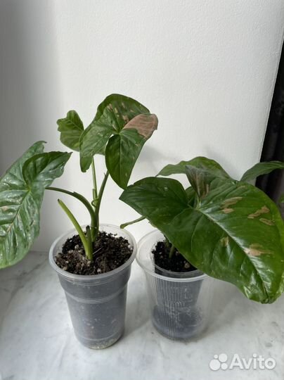 Сингониум пинк сплеш