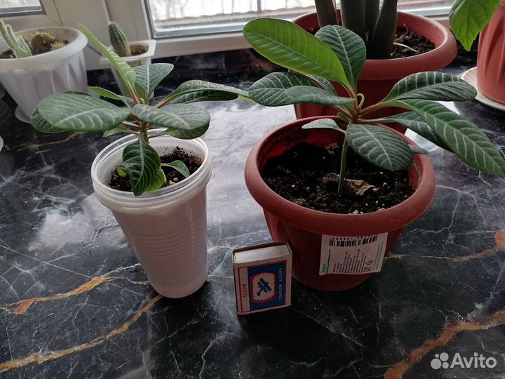 Молочай и кактусы