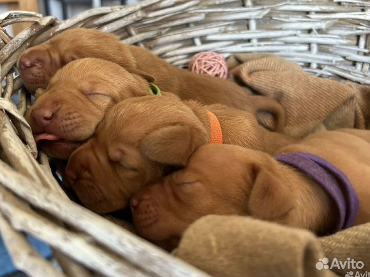 Венгерская выжла