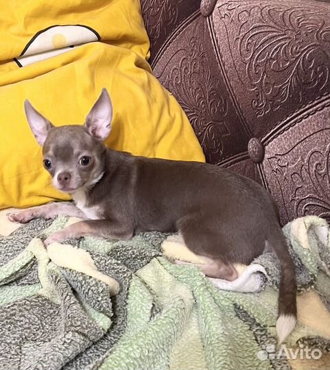 Щенки чихуахуа, девочка лиловая