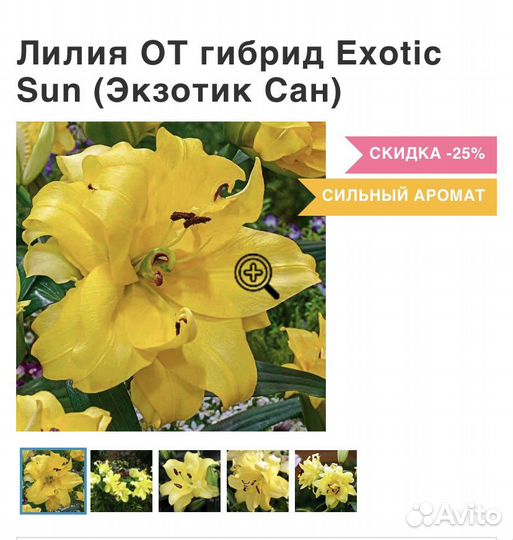 Лилии луковицы