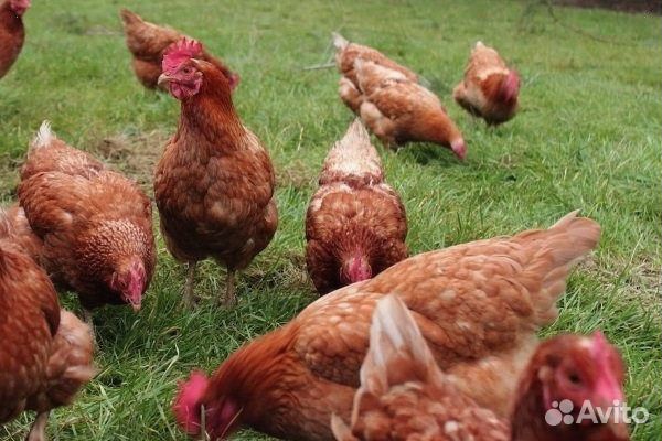 Куры несушки с доставкой