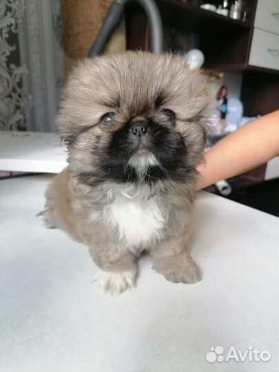 Щенки пекинеса