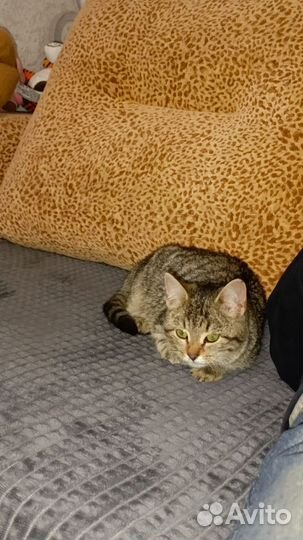 Кошка в добрые руки