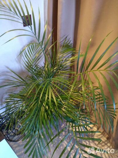 Пальма Арека