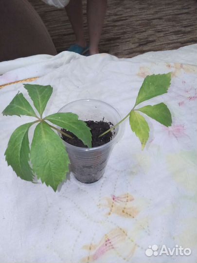 Саженцы девичий виноград