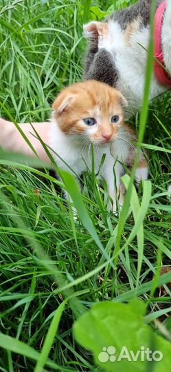 Котята вислоухие