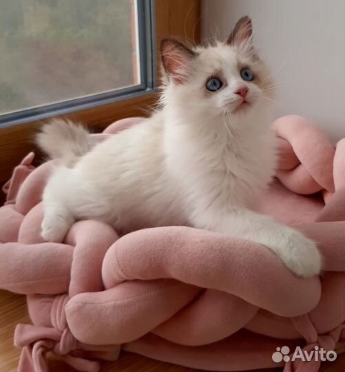 Котята рэгдолл. Мальчик регдолл. Ragdoll