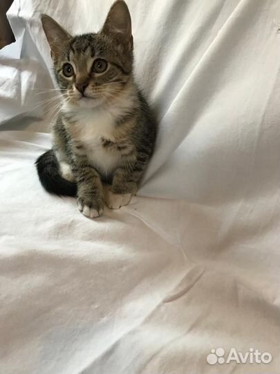 Котята в добрые руки бесплатно