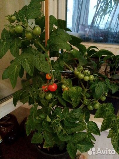 Рассада томата болконного можно и в открытый грунт