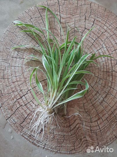 Хлорофитум