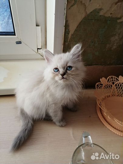 Невская маскарадная
