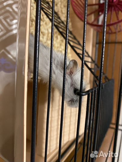 Хомяк с клеткой