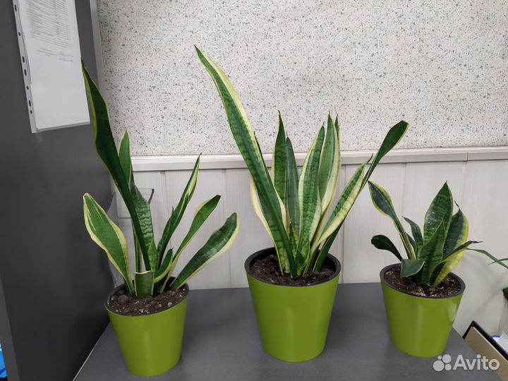 Цветы домашние в горшках