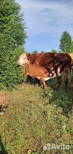 Нетель Герефорд класса класса элита и элита-рекорд