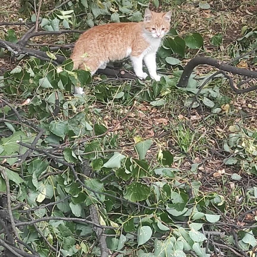 Котята на улице нуждаются в доме и любви