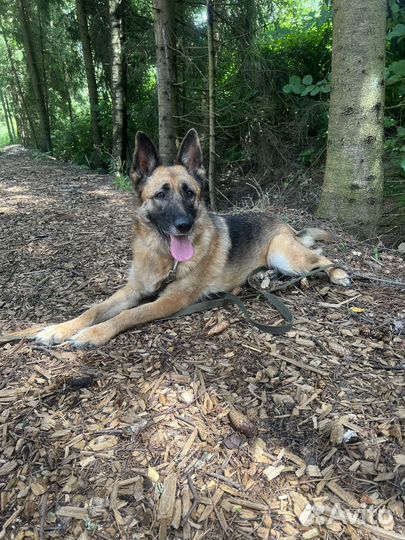 Овчарка или близкий метис