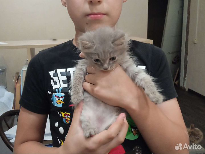 Котята в добрые руки