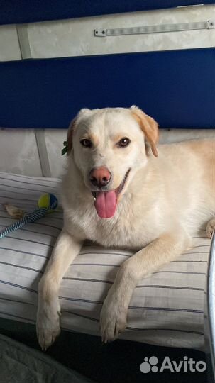 Собака в добрые руки