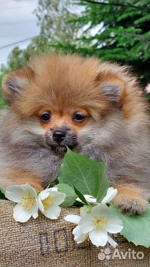 Щенки немецкого шпица