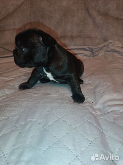 Французский бульдог