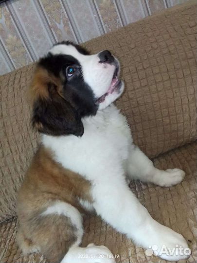 Щенки сенбернара