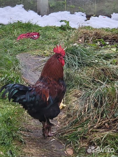 Молодой петух