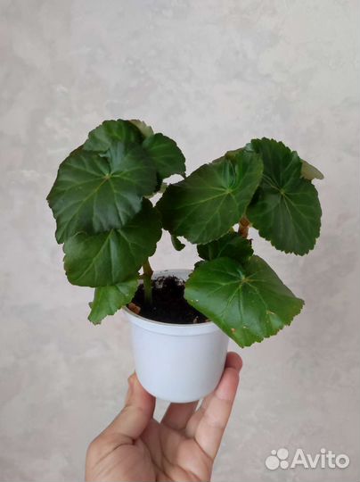 Жёлтая бегония элатиор