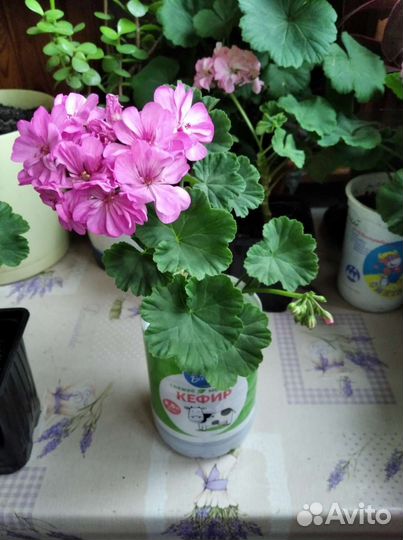 Герань пеларгония