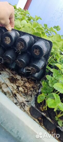 Клубника (саженцы)