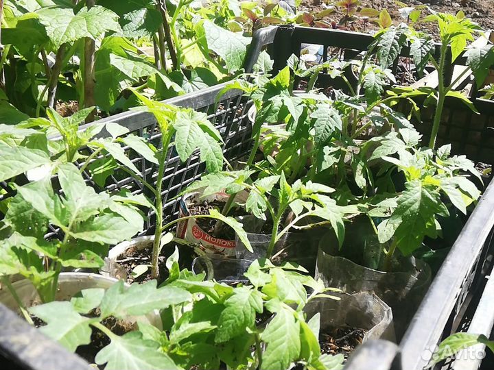 Рассада помидор огурцы перец базелик