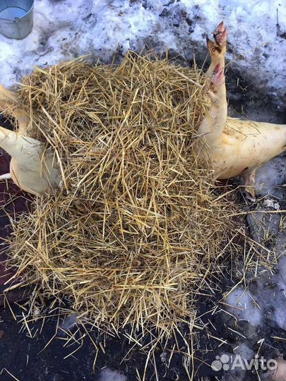 Домашняя свинина