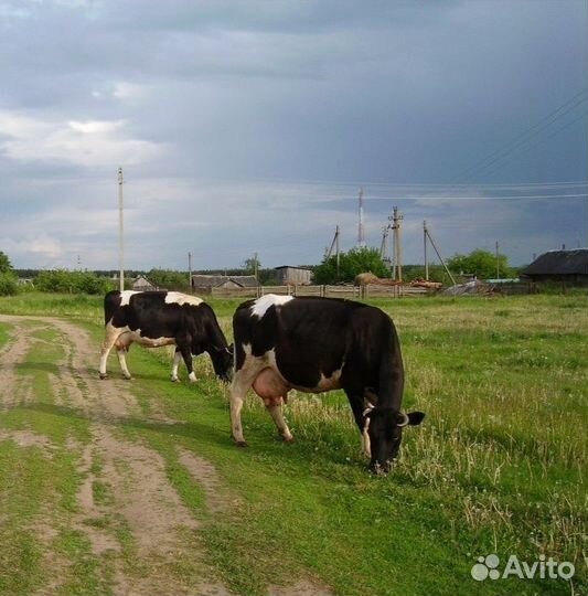 Коровы дойные молочные