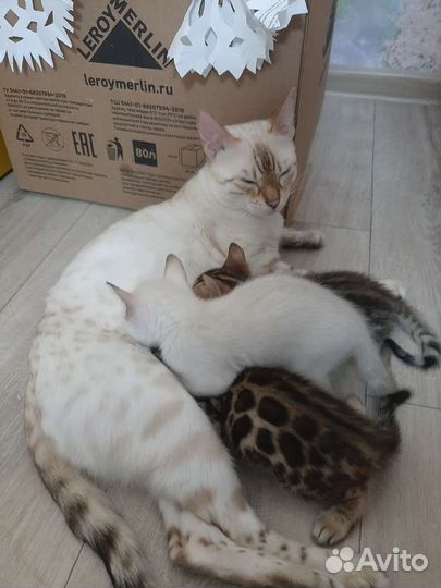 Бенгальские котята
